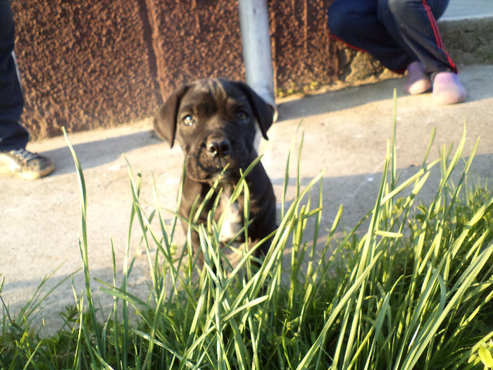 DSC02111 - 2 angel cane corso