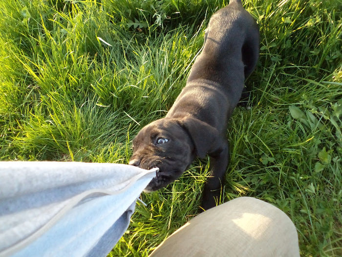 DSC02112 - 2 angel cane corso