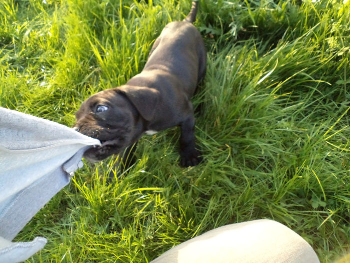 DSC02113 - 2 angel cane corso