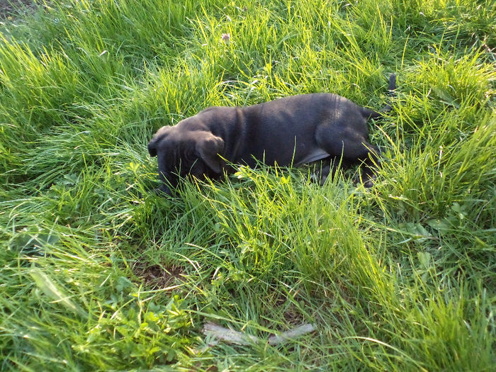 DSC02117 - 2 angel cane corso