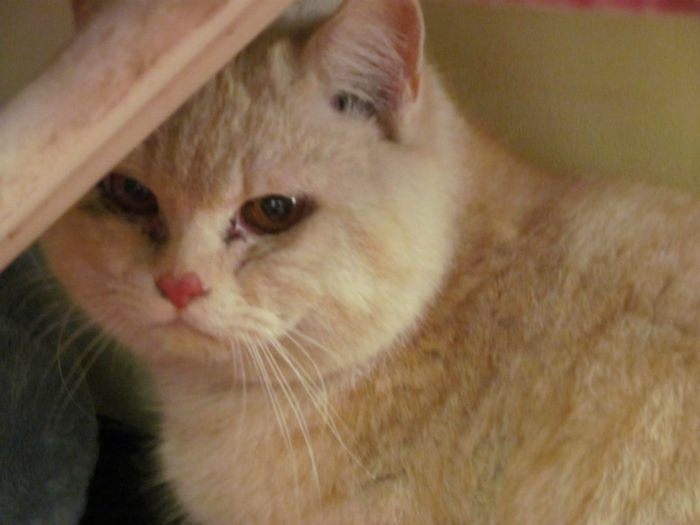 Ma cheama Bufi; Ma cheama Bufi
