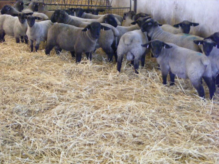 de vanzare in iunie la 3-4 luni