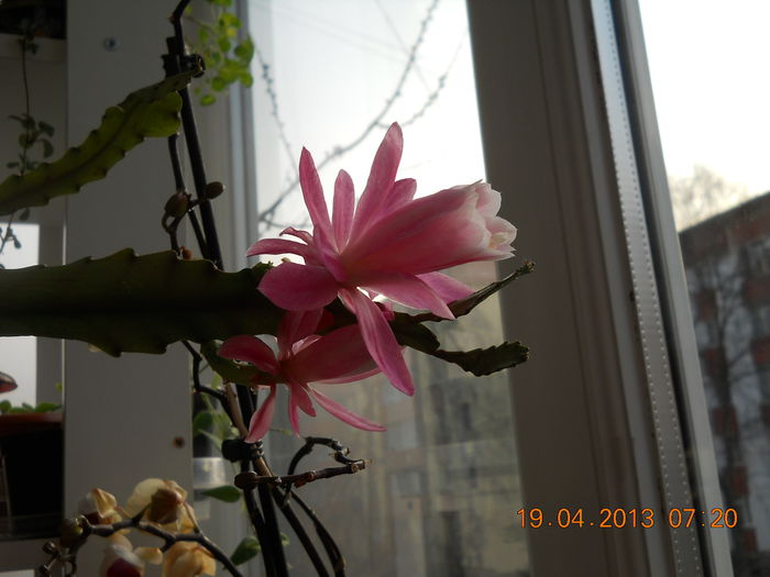 005 - APRILIE 2013