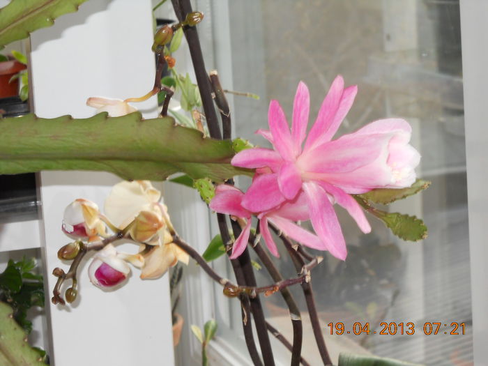 008 - APRILIE 2013