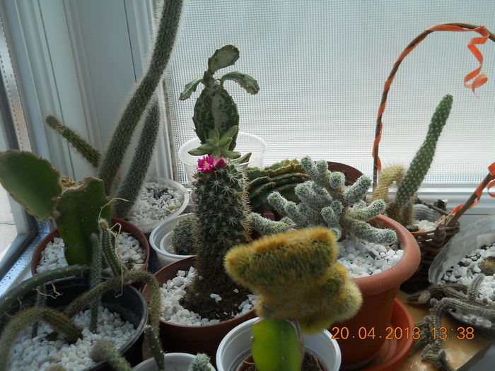 009 - APRILIE 2013