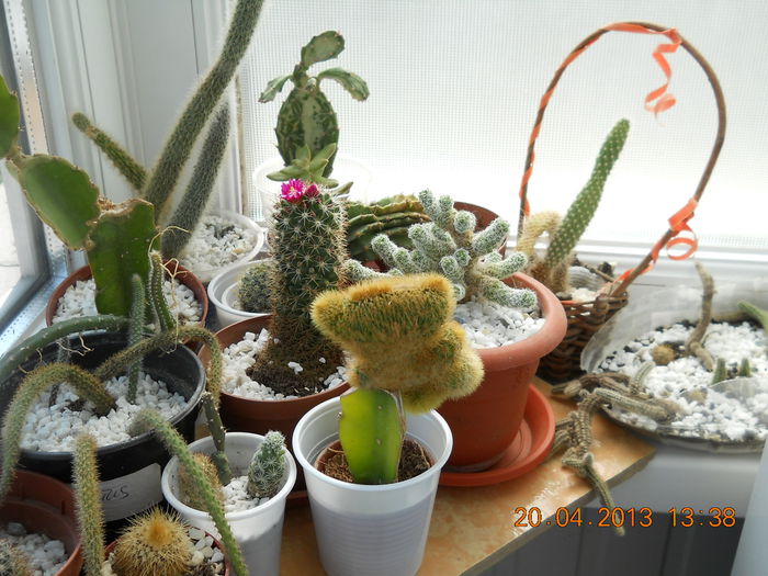 010 - APRILIE 2013