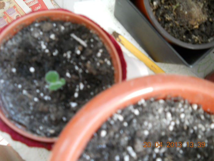 018 - APRILIE 2013