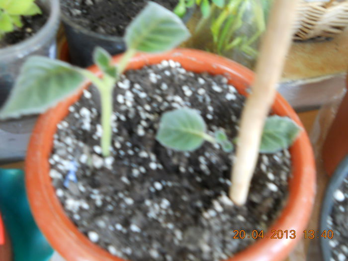 030 - APRILIE 2013