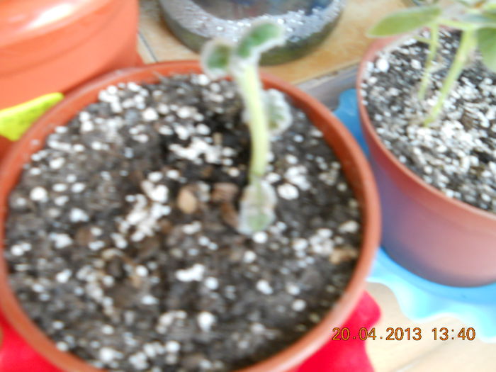 033 - APRILIE 2013