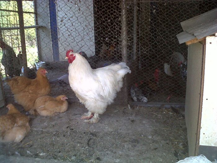 DE VANZARE - MY HOBBY gaini porumbei pauni fazani DE VANZARE