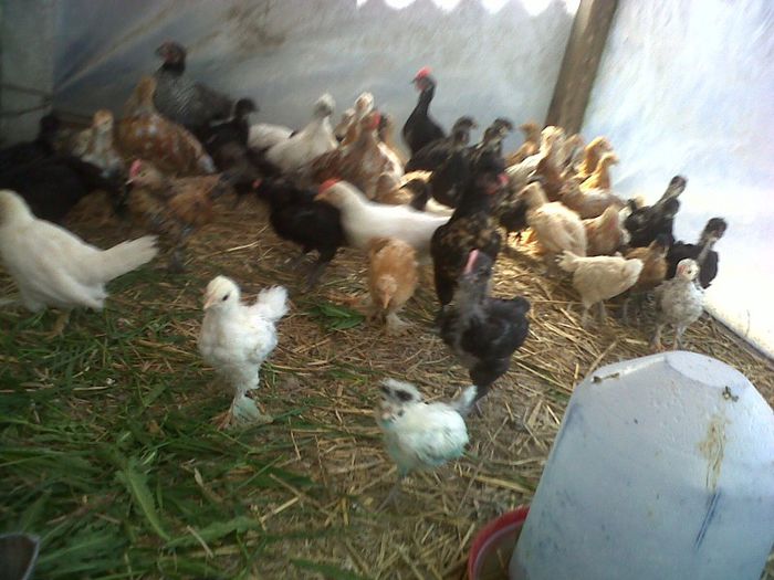 IMG00622-20130420-1339