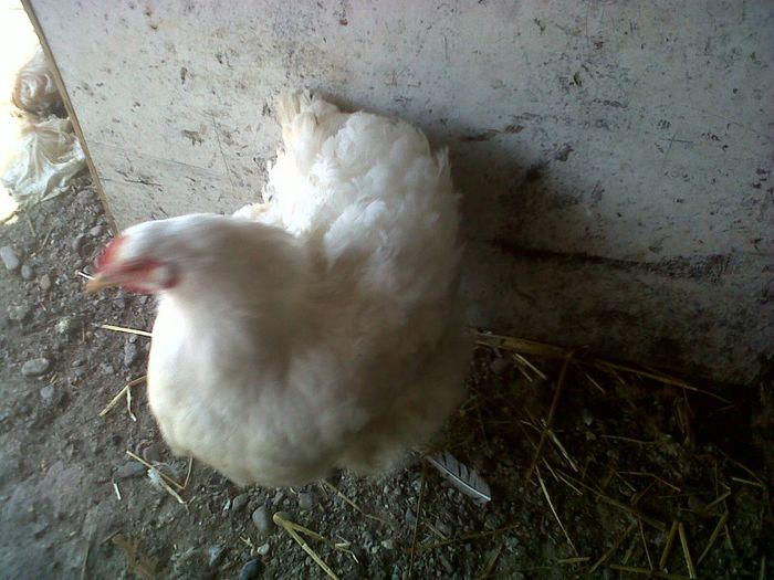 IMG00633-20130420-1344