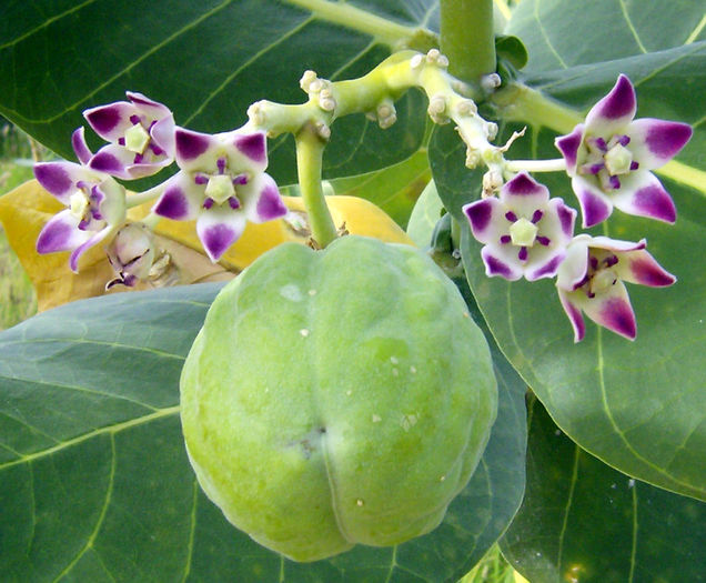 calotropis procera - 1-de vanzare 2019-2020- SEMINTE TROPICALE RARE