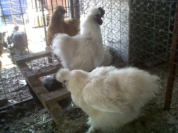 IMG00644-20130420-1350