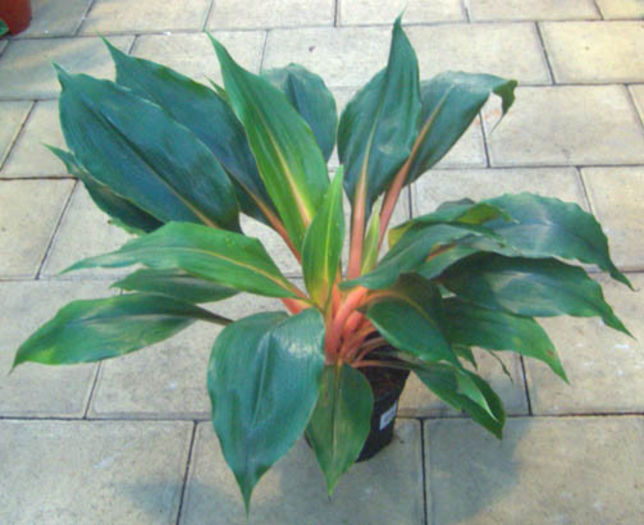 chlorophytum amaniense