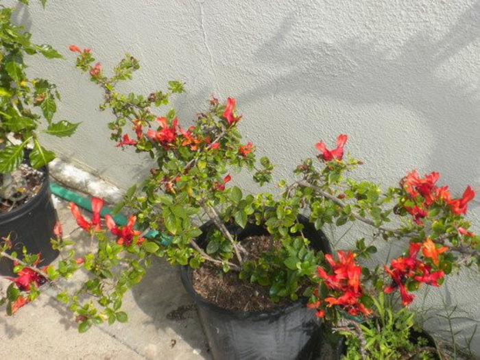 ruttya fruticosa