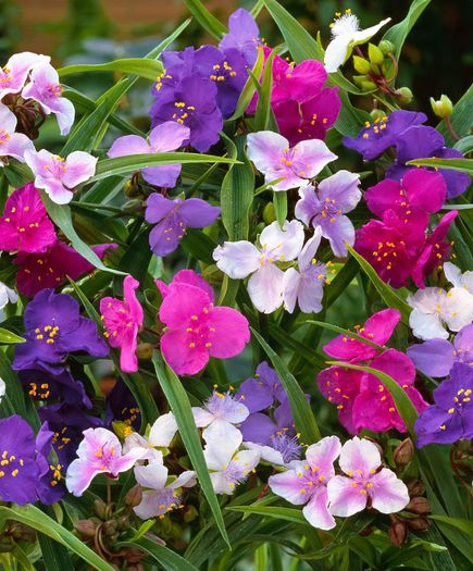 Mix Tradescantia