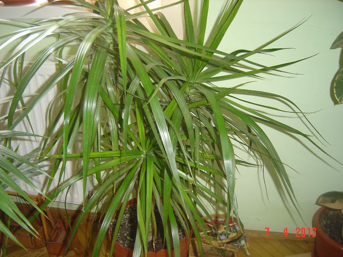 Picture 1526 - 0-DRACAENA