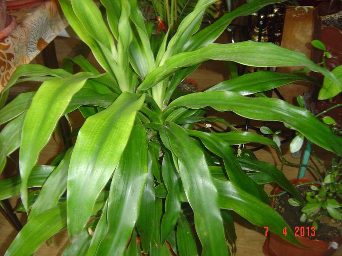 Picture 1529 - 0-DRACAENA