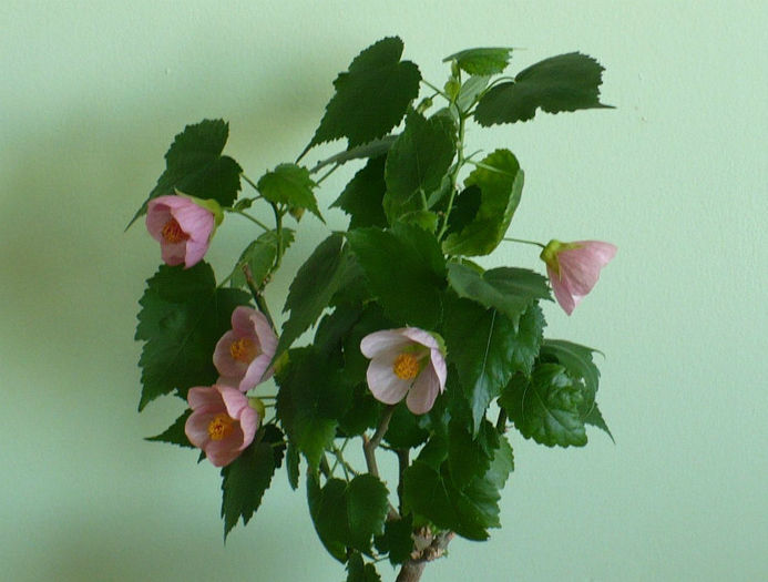 P1420958 crop