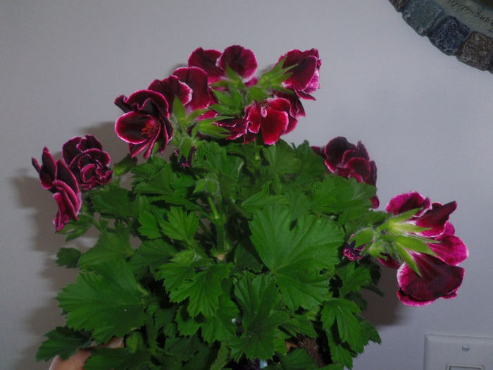 20 apr. 2013 - 2013 Pelargonium