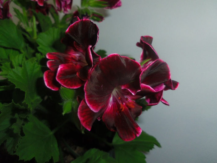 20 apr. 2013 - 2013 Pelargonium