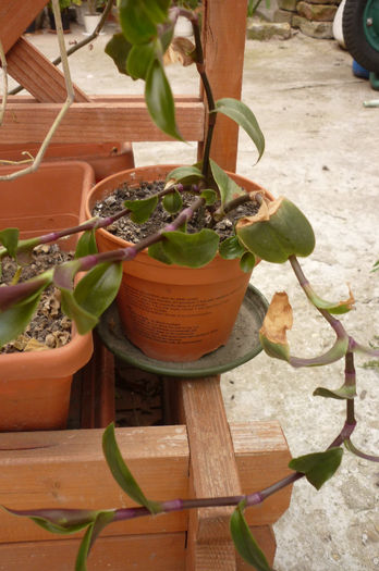 de la Lia - Tradescantia