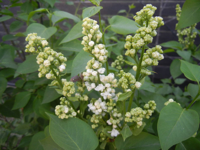 White Lilac Tree (2013, April 20) - Syringa vulgaris White