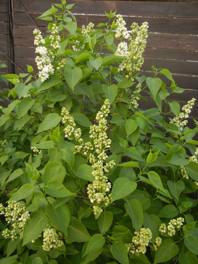 White Lilac Tree (2013, April 20) - Syringa vulgaris White