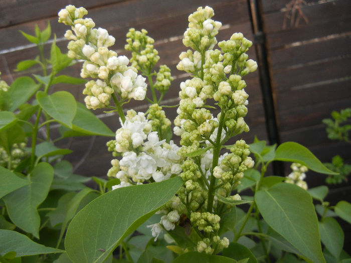 White Lilac Tree (2013, April 20) - Syringa vulgaris White