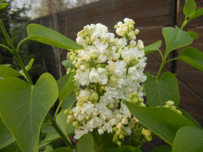 White Lilac Tree (2013, April 20) - Syringa vulgaris White