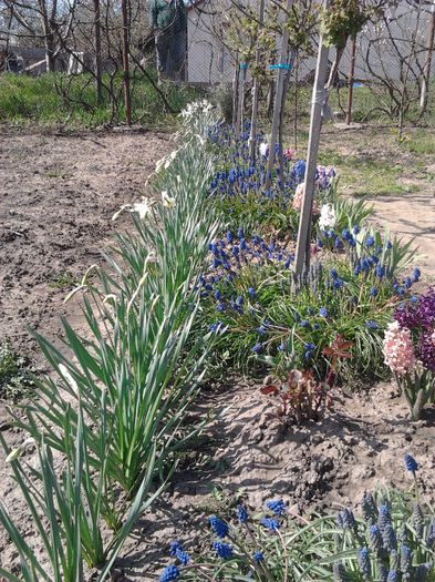 2013-04-20 11.31.51 - 2013 Gradina mea