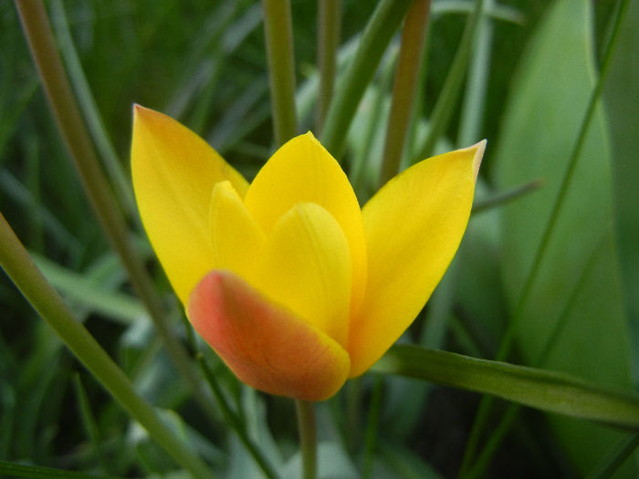 Tulipa clusiana Chrysantha (2013, Apr.20) - Tulipa Chrysantha