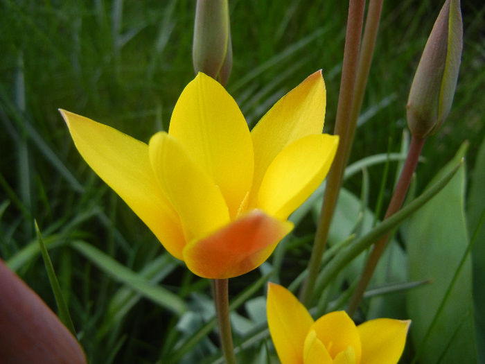 Tulipa clusiana Chrysantha (2013, Apr.20)
