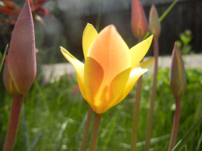 Tulipa clusiana Chrysantha (2013, Apr.20) - Tulipa Chrysantha