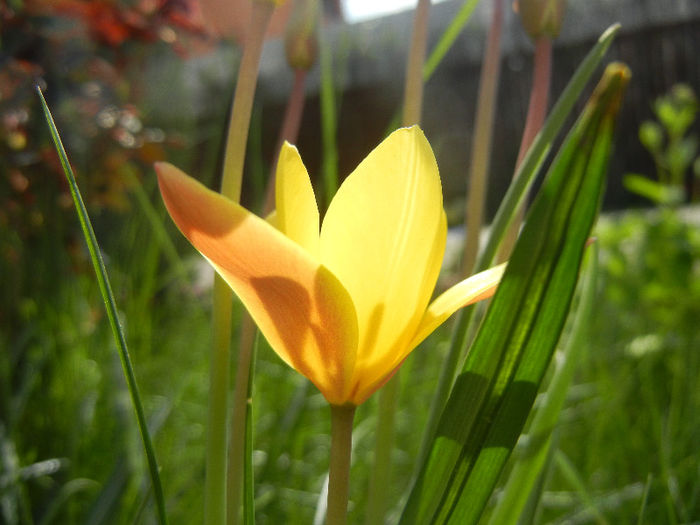 Tulipa clusiana Chrysantha (2013, Apr.20)