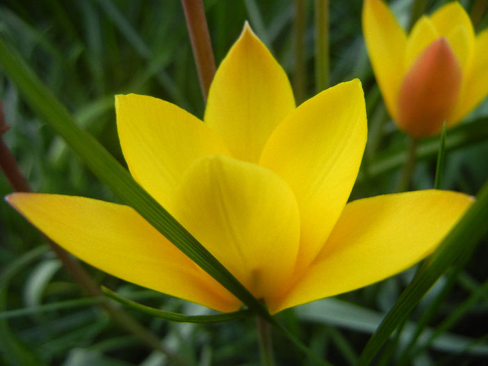 Tulipa clusiana Chrysantha (2013, Apr.20) - Tulipa Chrysantha