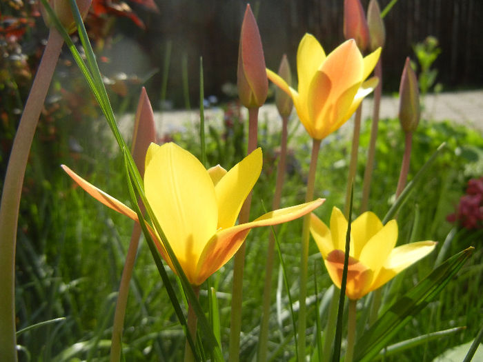 Tulipa clusiana Chrysantha (2013, Apr.20)