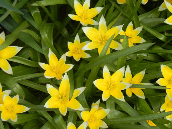 Tulipa Tarda (2013, April 19)