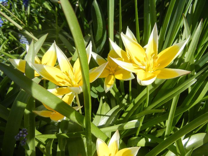 Tulipa Tarda (2013, April 19)