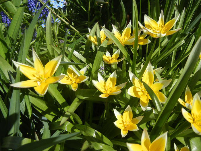 Tulipa Tarda (2013, April 19)