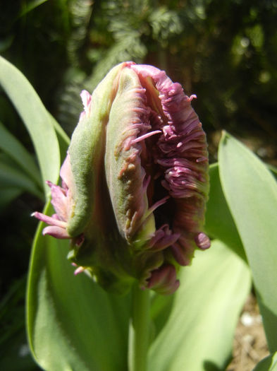 Tulipa Rai (2013, April 19) - Tulipa Rai Parrot