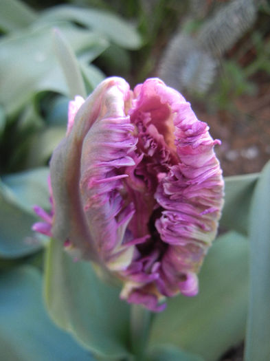 Tulipa Rai (2013, April 19) - Tulipa Rai Parrot