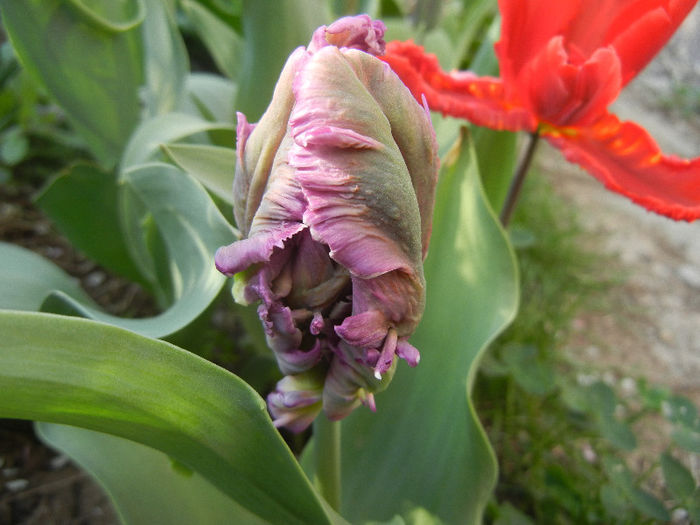 Tulipa Rai (2013, April 19) - Tulipa Rai Parrot