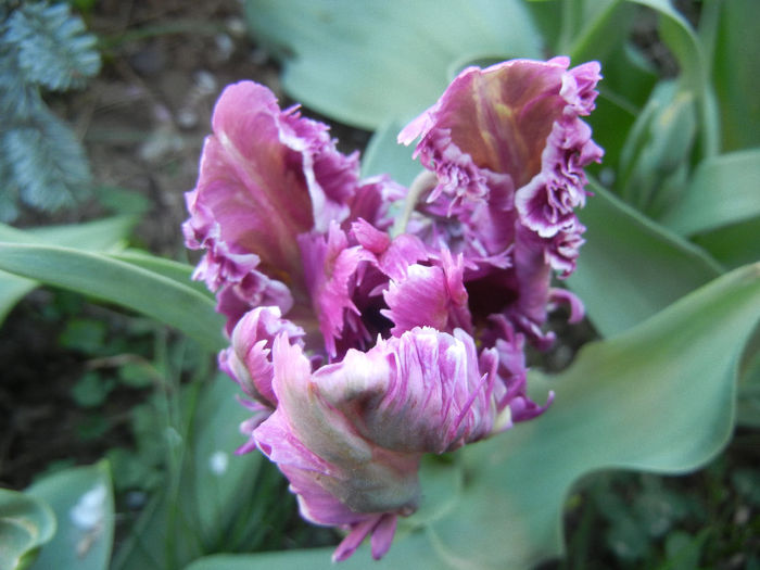 Tulipa Rai (2013, April 20) - Tulipa Rai Parrot