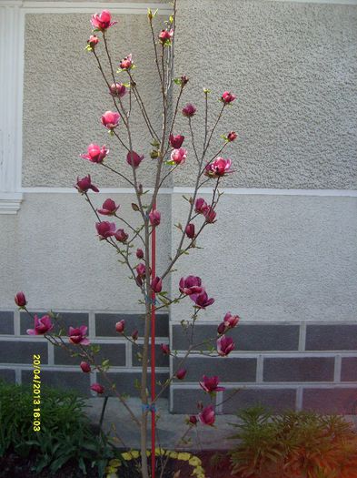 Magnolia Genie-2013