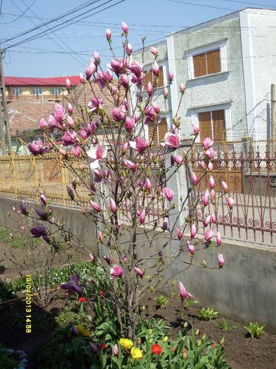 Magnolia Soulangiana Rustica Rubra