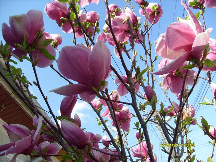 Magnolia Soulangiana Rustica Rubra