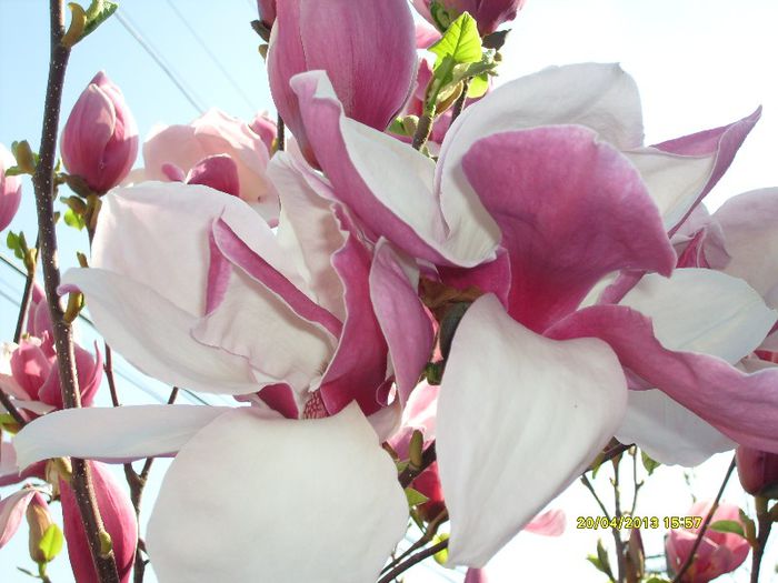 Magnolia Soulangiana Rustica Rubra