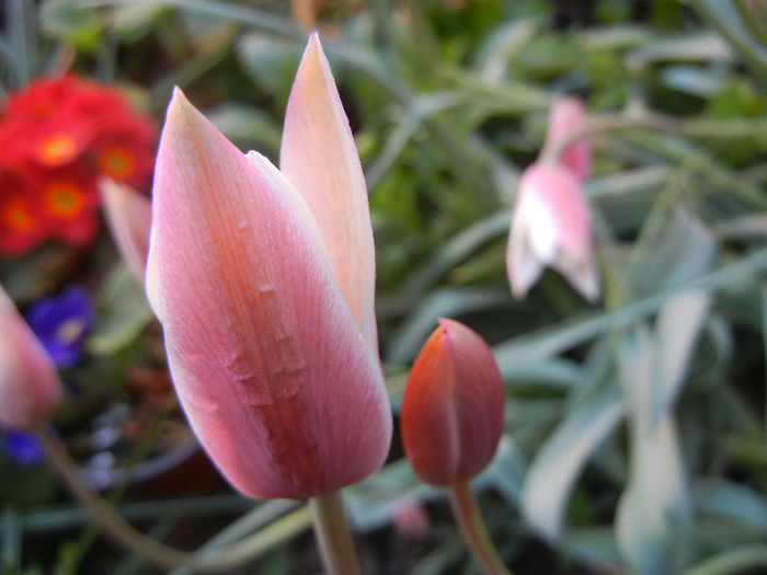 Tulipa Peppermint Stick (2013, April 20)